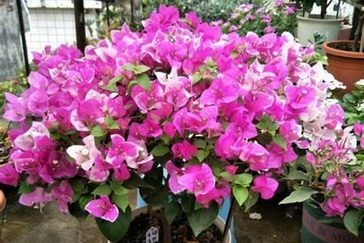 如何给三角梅施肥