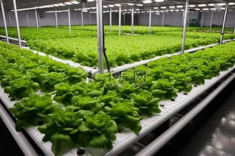 无土栽培有机蔬菜种植方法