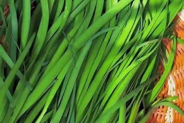 韭菜施什么肥料长的粗壮？韭菜可以收割几次？