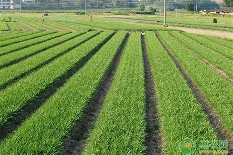 盆栽韭菜怎样施肥