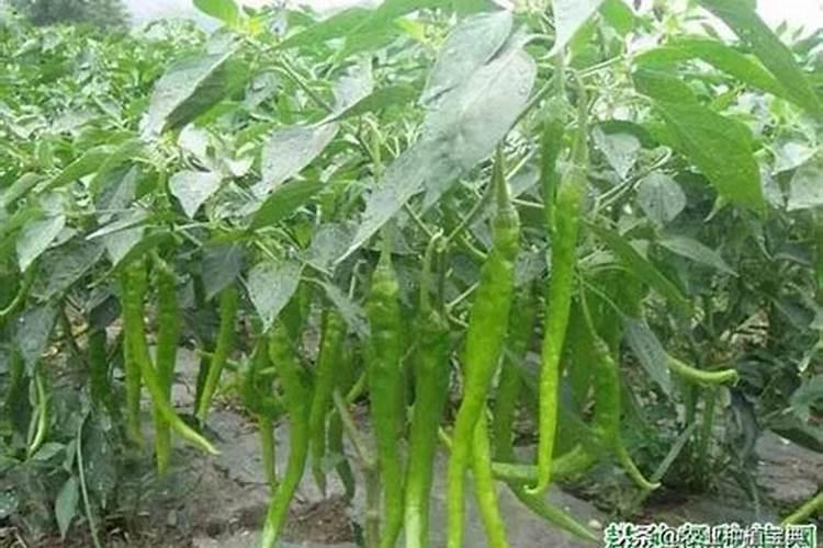 辣椒花期果期保花保果用磷酸二氢钾或糖醇硼多少克