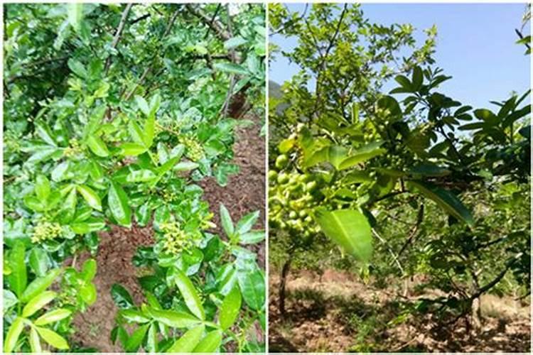 【花椒种植技术】3、4月保住花才能结好果,花椒保花正当时