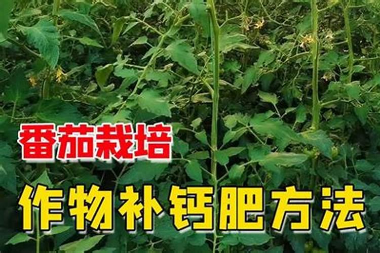 大番茄什么时期补充钙肥合适