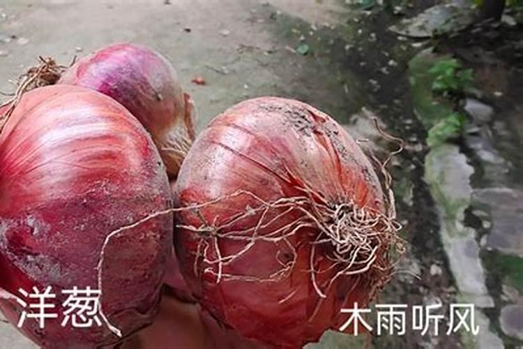 种洋葱用什么底肥好
