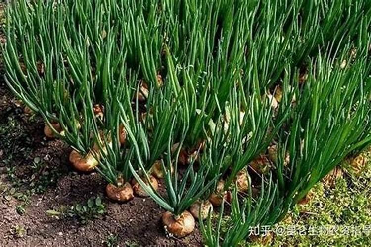 洋葱底肥最正宗的配方