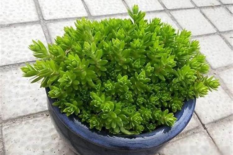垂盆草怎么养 垂盆草多肉介绍 垂盆草浇水方法