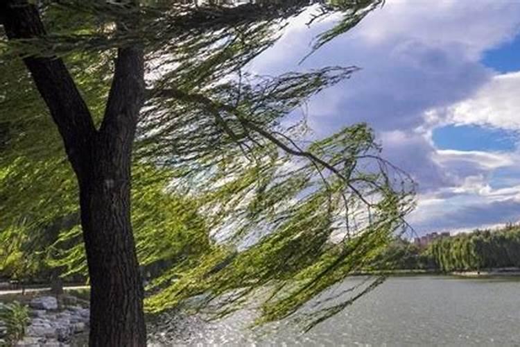 如何施用叶面肥