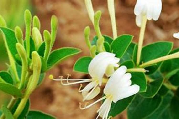 金银花在北方的室外能过冬吗,北方户外如何过冬