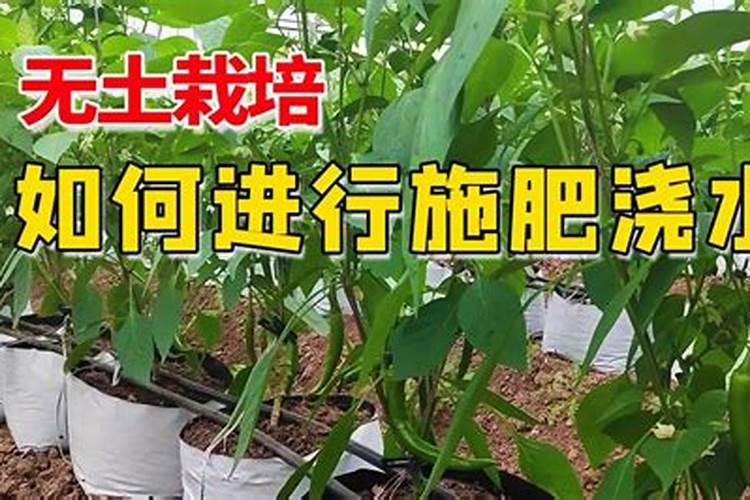 辣椒怎么种怎么施肥怎么浇水