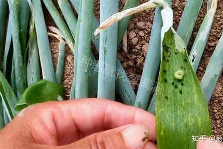 广东种菜用什么肥料好