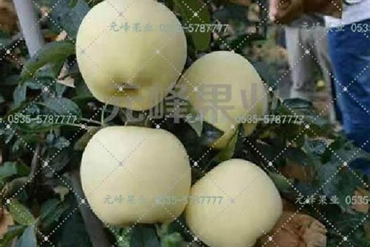 这些作物怎么使用鱼蛋白肥？千万别施错了!