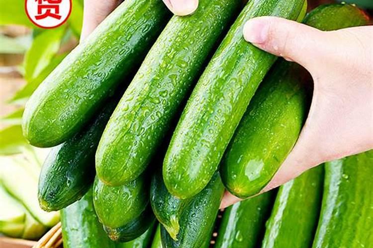 黄瓜上什么农家肥料最好