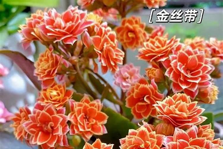 长寿花施肥方法,施肥过多的症状