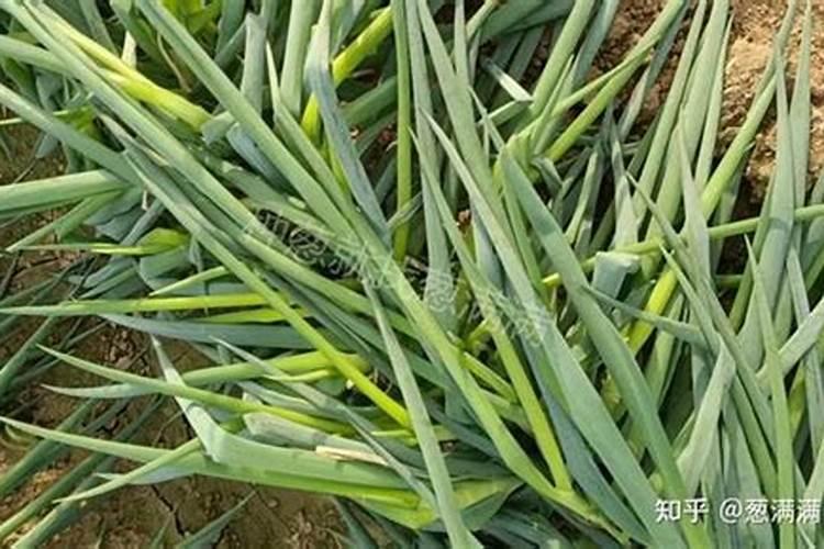 大葱如何施肥施什么肥？大葱专用肥料用什么牌子的好？