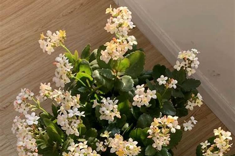 长寿花施什么肥最好