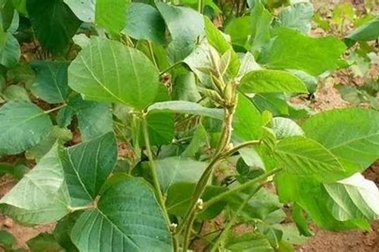 在大豆上芸苔素什么时候用最合适呢