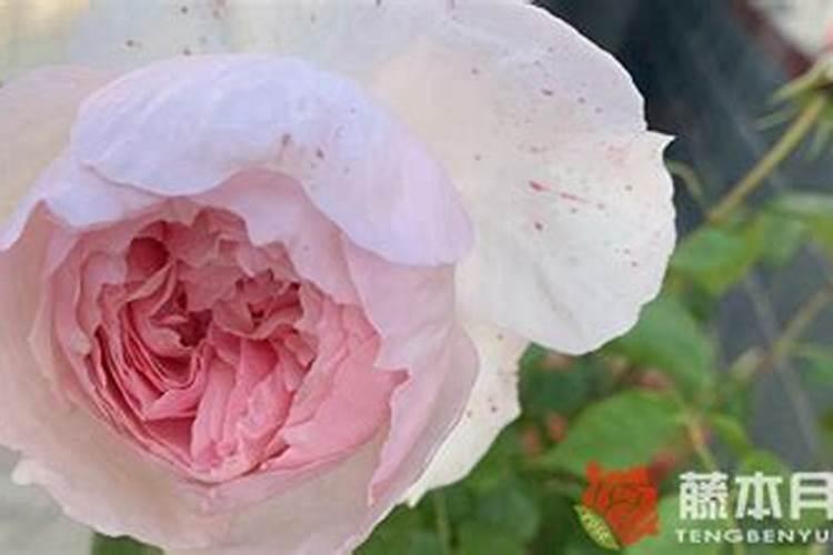 月季新叶有蜡质 得了白粉病 喷不上药怎么办