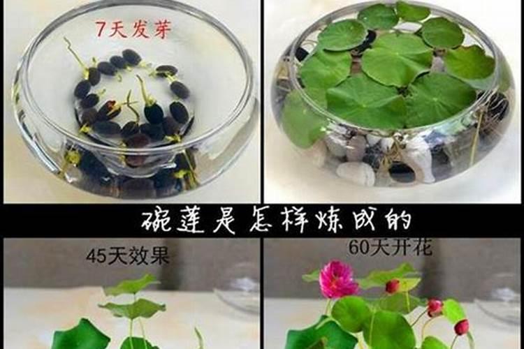 对子莲为什么不开花