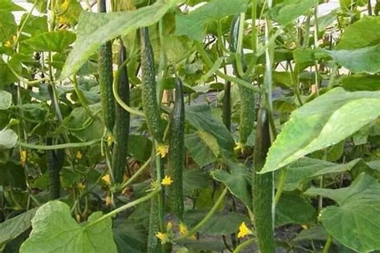 芸苔素搭配什么好