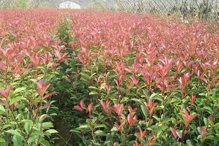 博洋甜瓜吃着是苦的还是甜的？