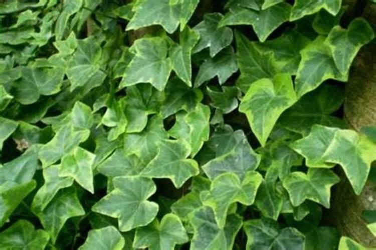 常青藤施什么肥最好