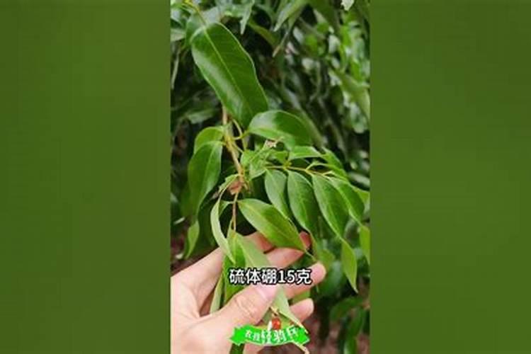 荔枝保果用什么药最好