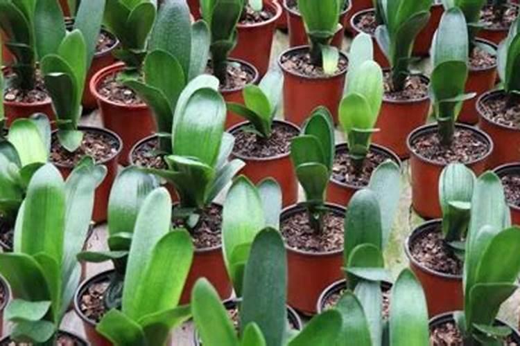 家养君子兰氮磷钾如何采用