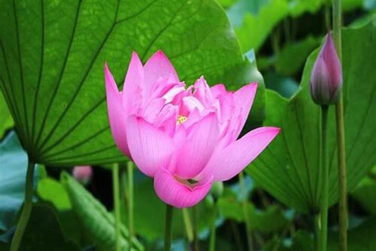 蝴蝶兰用什么肥料好