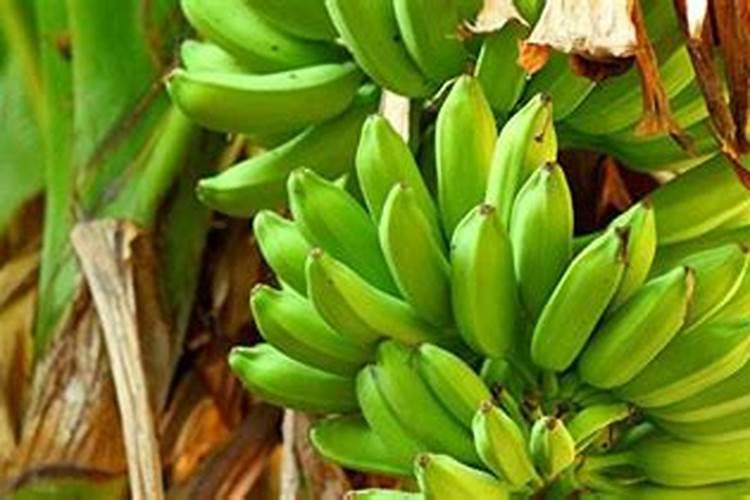 香蕉袋套完洒什么肥料肥的快些