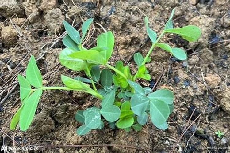 富硒西兰花怎么种