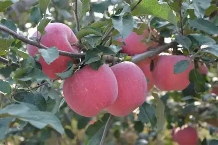 苹果树什么时候补钾