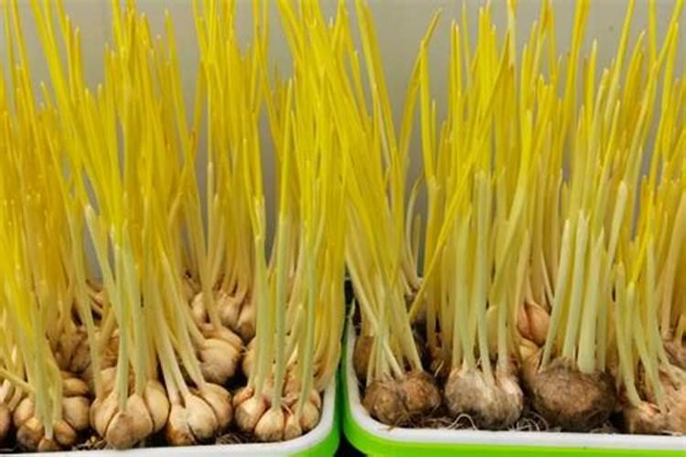 大蒜叶子发黄怎么回事