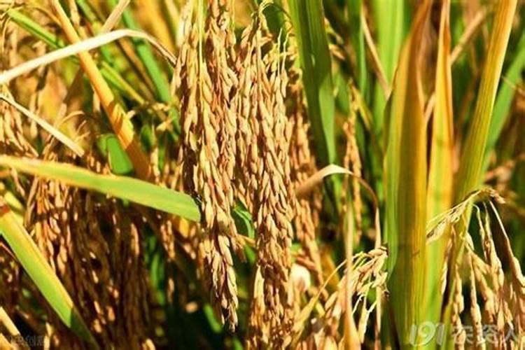 水稻喷施叶面肥要注意什么？ 氰戊菊酯针对鳞翅目幼虫效果特好