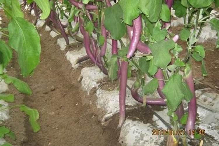 茄子应该怎么施肥 茄子水肥管理