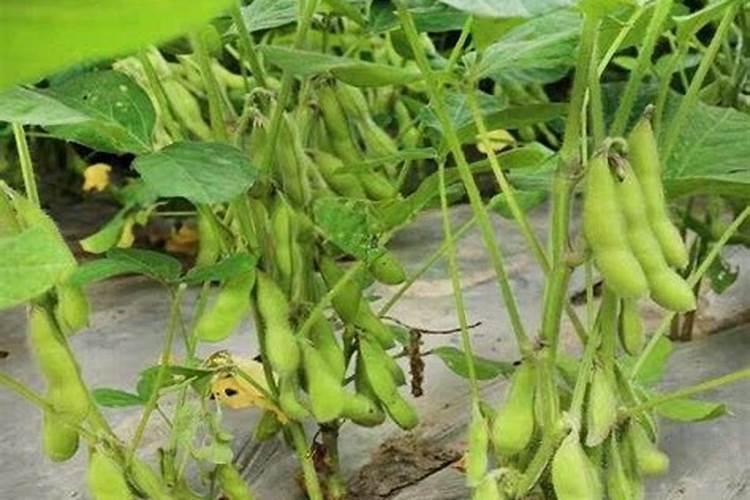 毛豆快熟时还用浇水施肥吗？用什么肥好