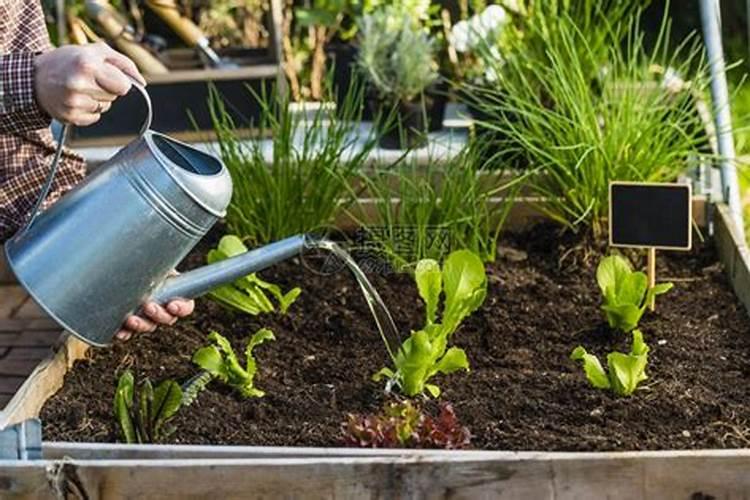 米奇鱼吃小鱼吗