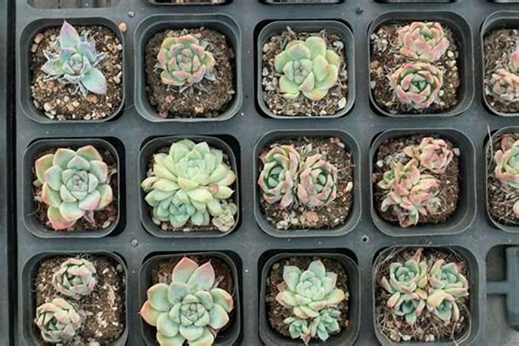 泡萝卜干的水可以浇花吗