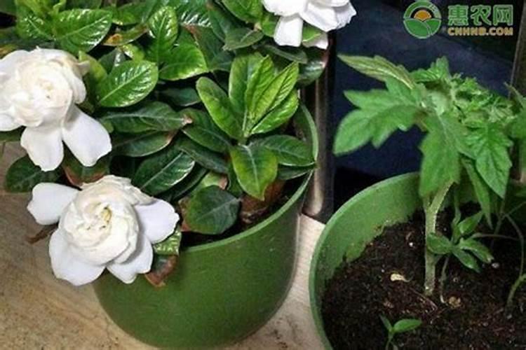 茶花施肥过多有什么表现茶花施肥过多了怎么办