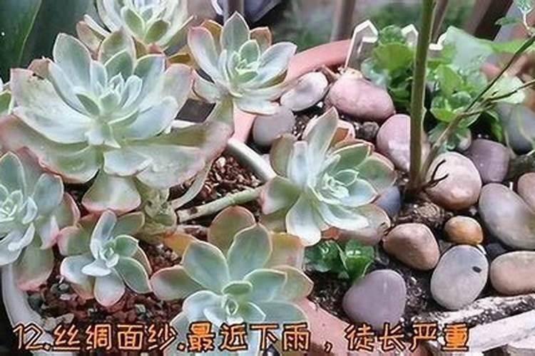 尿素可以浇多肉吗