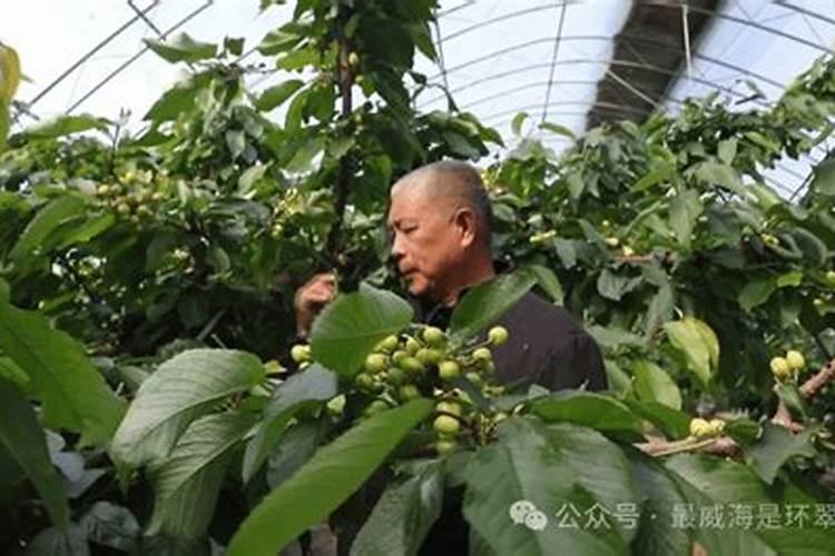 大棚樱桃什么时候冲高钾肥？