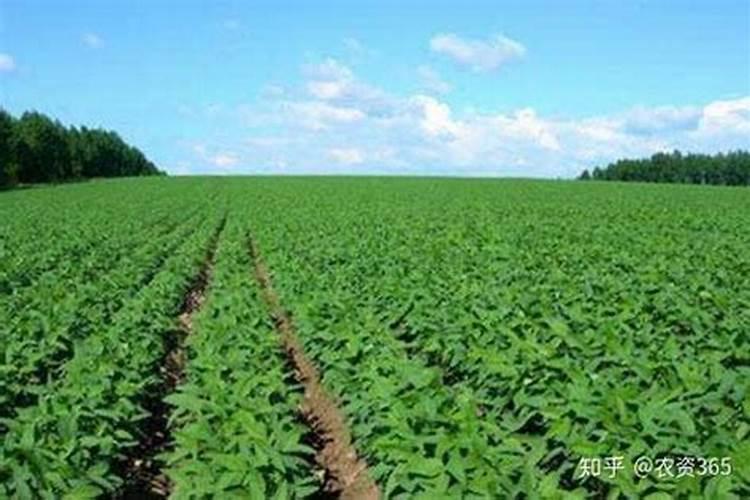 叶面肥普利登喷大豆什么阶段最好？