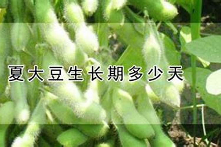 史丹利大豆肥使用方法