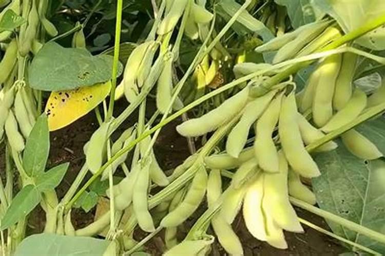 大豆后期如何管理才能高产