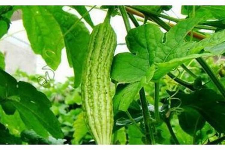 苦瓜开花后怎么养好 苦瓜开花期如何提高座果率