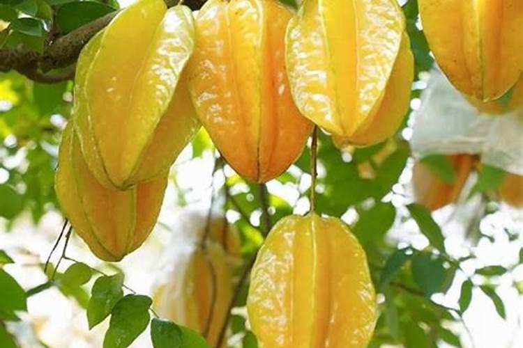 杨桃施什么肥最好