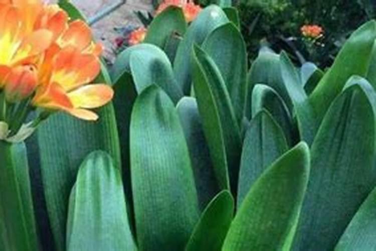 花多多是喷叶还是灌根