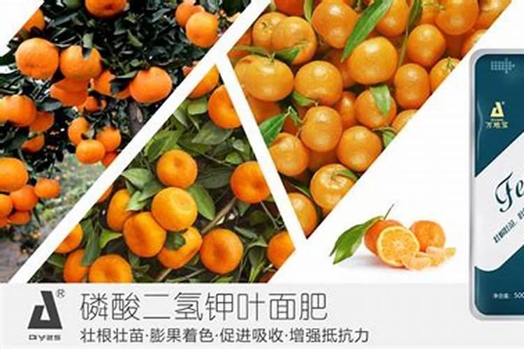 柑橘几月份施钾肥好 最佳使用时间
