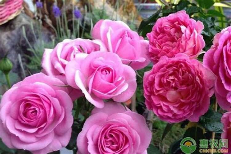 月季花现在都发芽了,而且也长新叶子了,可以施肥吗？