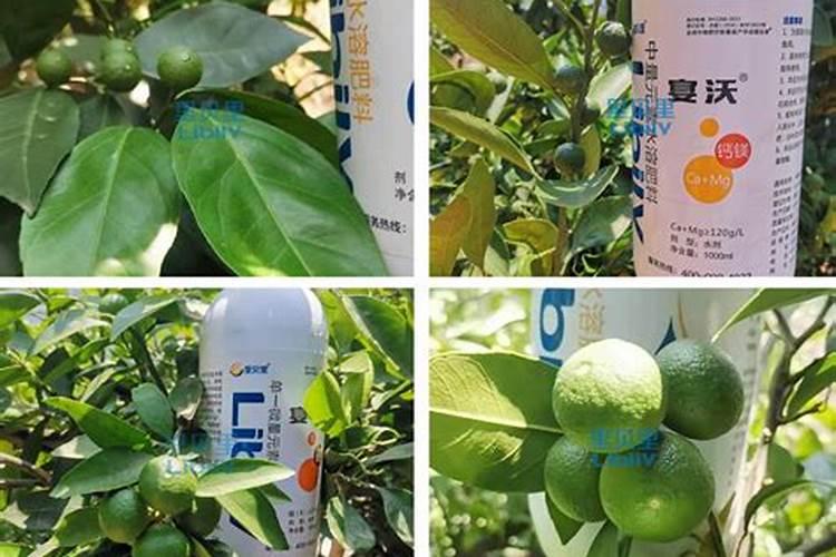 国内氨基酸水溶肥生产厂家有哪些？