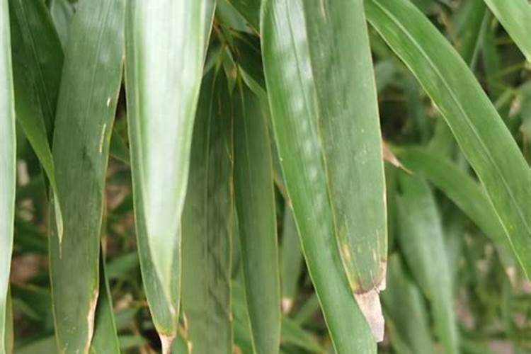 竹子需要什么肥料和营养